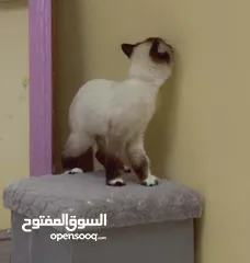  6 Himalayan Cat