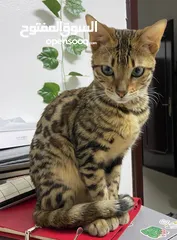  1 قطة أنثى بنغال نقيه