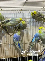  1 رينبو 13 طير 5 فحله و8 نثايه