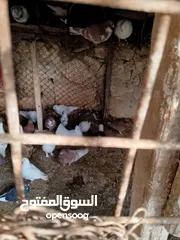  23 حمام للبيع في الزرقاء العالوك بجانب بقالة الصقر التواصل عبر الواتس اب