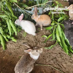  3 ارانب عمانية