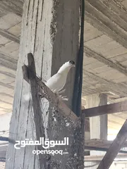  13 بلوني الماني جوز اسود و اصفر و طيرة صفره و فراخ
