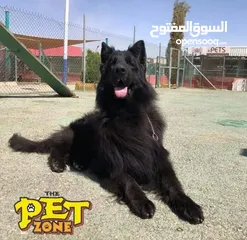  7 كلاب جيرمن شيبرد وجولدن ريتريفر مدربين وغير مدربين