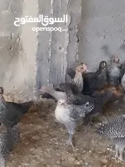  4 فرخات دجاج عمر شهر ونص