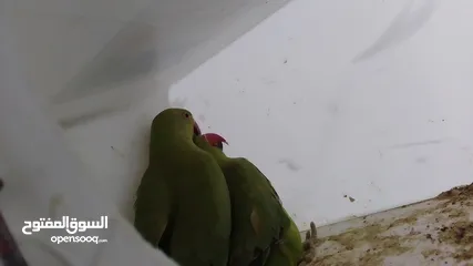  1 جوز دره للبيع