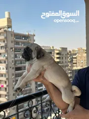  8 جراوي بج، pug puppies