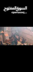  2 ‏دجاج بلدي نخب أول
