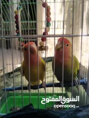  5 جوز روز بصحه ممتازه الانثى لاتينو عين حمره والذكر الاخضر ................................