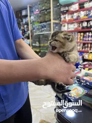 8 ذكر سكوتش فولد غولدن ny 24تخفيض عالمي عرض بيهز الأرض فعلي مش كلام يا بتلحق او ما بتلحق