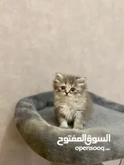  2 Kitten قطة