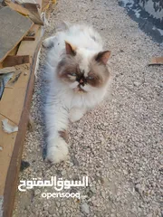  8 كيتن راغدول
