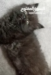  3 قـطـط هــمـالايـــا شـــوكـلـيــت مــكـــس شــــيـــــرازي لـــلـــبــــيـــع عـــمـــر 76 يـــــوم