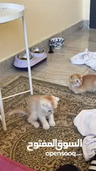  15 Golden and blue folded Scottish cat  جولدين سكوتش فولد عمر ثلاث شهور مستوى خارق