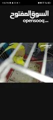  8 جوز حب هوجو روم لاتينو منتج للبيع او للبدل علا جوز كنار +انثايت ببغاء كوكتيل حبشي الاليفه للبيع