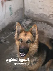  1 جيرمن شبرد