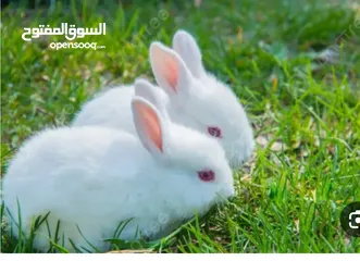 1 ارانب فرنسي