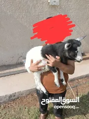  4 بالجيكية وراها 2 اقزام