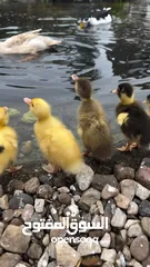  3 Duck uae