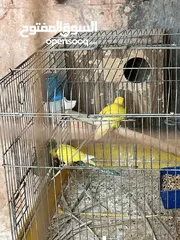  7 جوز روز لاتينيو انتاج ماكينة صلاة نبي