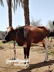  2 للبيع بقره عمانيه هيه وبنتها