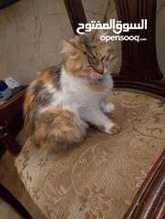  2 قطه للبيع انثاي