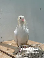  1 حمام pigeons