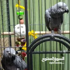  2 African gray parrots