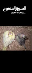  1 مطلوب فرخ كوكتيل حبشي في ضحيه الحاج حسن