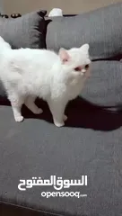 2 قطة هملايا اورنج لون ابيض عمر سنه وشهر هادئة لعوبة