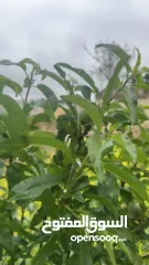  2 بيجو بارتنر تيبي