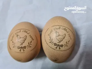  23 بيض مخصب و صيصان لسلالات دجاج نادره على مستوى العالم