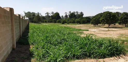  19 مزرعه للبيع في صحار (العوينات) مساحتها7.27 فدان