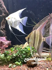  3 التوم انجل - Altum angelfish