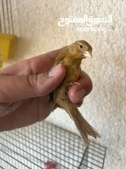  8 مخاليف كنار كرزي