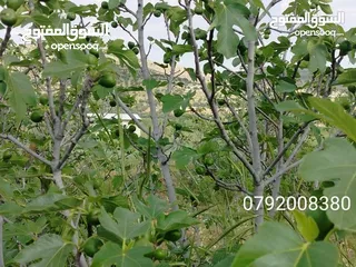  10 اجمل مزرعه بافضل سعر جاهزه مشجره منطقه دحل جرش