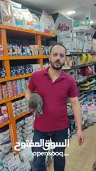  2 قطط بريتش ذكر العمر شهرين ، تابع الريلز قبل ما يروح العرض عليك و شوف البكج