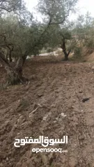  12 القبة الذهبية  اراضي بلعا دير الغصون