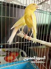  7 جوز كنار بناديق  شغال مع فرخهن