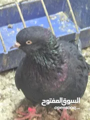  7 حمام    لوت