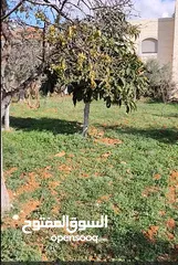  3 700 متر للبيع ضاحية الزيتون