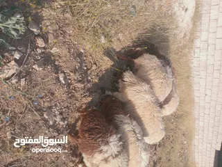  2 خرفان عدد 7 وعبوره   العمر 4