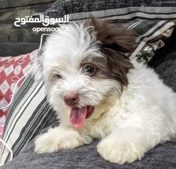  9 جراوي شيتزو - Shitzu puppies