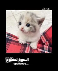  10 سكوتش فولد بيور kitten