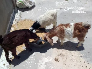  1 ثلاث سخال للبيع