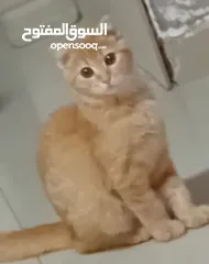  4 سكوتش مكس...