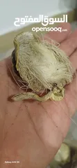  4 صرة مسك غزال اصلي نادر