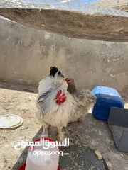  5 جاجتين براهمه وديك براهمه وصوص بلدي