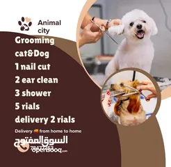  1 جرومنج قطط وكلاب 11  Cat &dog grooming