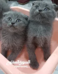  4 قطط سكوتش فولد العمر 55 يوم شورت هير