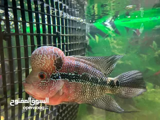  2 Flower Horn Fish